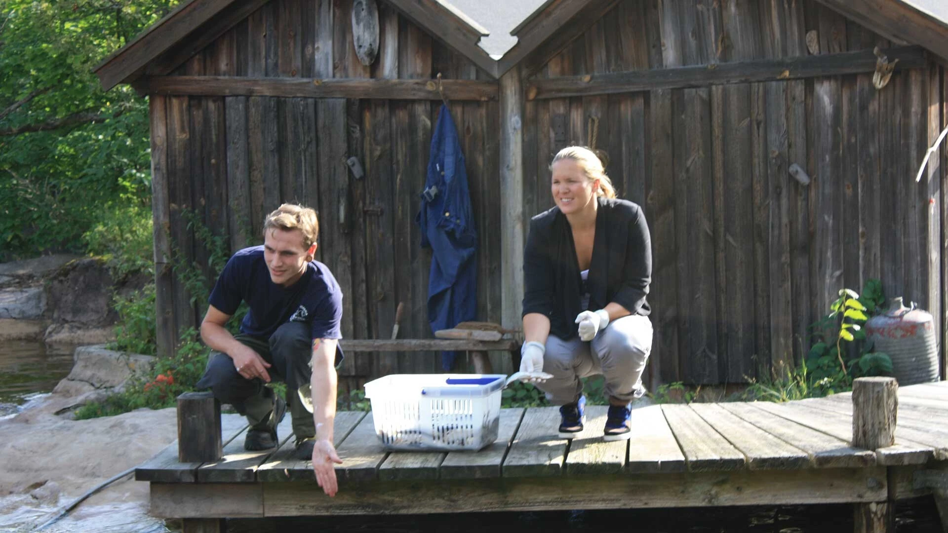 Weber är projektsponsor till Skansens sälar